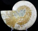 Cut Ammonite Fossil (Half) - Beautifully Agatized #58280-1